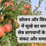 सोलन और सिरमौर में सूखे का साया, सेब बागवानों के लिए संकट और समाधान