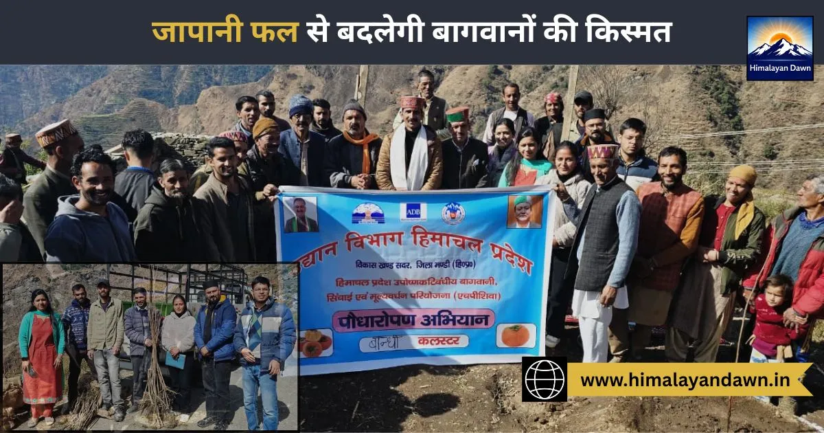 मंडी के बांधी में जापानी फल की क्रांति