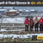 सोलन-सिरमौर में बारिश और बर्फबारी: लहसुन, सेब और रबी फसलों को मिला नया जीवन