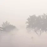 सोलन अलर्ट: अगले 5 दिन छाया रहेगा घना कोहरा, कृषि वैज्ञानिकों ने जारी की विशेष एडवाइजरी