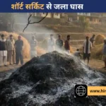 कसौली: एचटी लाइन में स्पार्किंग से मची तबाही, किसान की साल भर की मेहनत राख