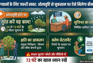सेब बागवानों के लिए ओलावृष्टि बीमा क्लेम की जानकारी और हिमाचल बागवानी विभाग की एडवाइजरी।