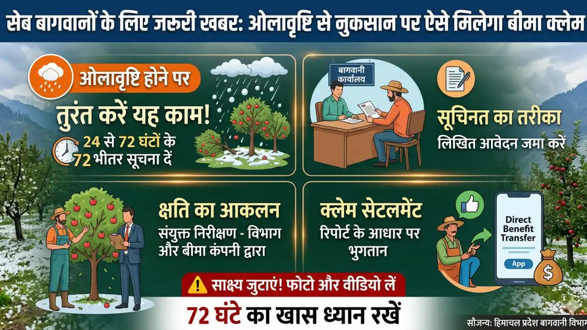 सेब बागवानों के लिए ओलावृष्टि बीमा क्लेम की जानकारी और हिमाचल बागवानी विभाग की एडवाइजरी।