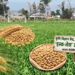 कृषि विज्ञान केंद्र धौलाकुआं ने विकसित की नई ‘हस्क-लेस’ जौ किस्म, प्रोसेसिंग होगी आसान, बाजार में बढ़ेगी मांग