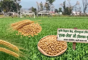 कृषि विज्ञान केंद्र धौलाकुआं द्वारा विकसित हस्क-लेस जौ की नई किस्म