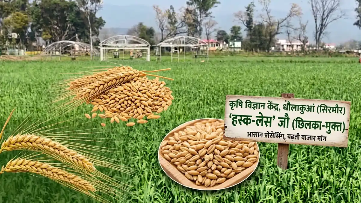 कृषि विज्ञान केंद्र धौलाकुआं द्वारा विकसित हस्क-लेस जौ की नई किस्म