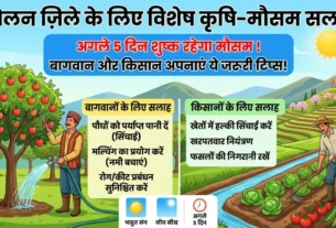 सोलन के खेतों में मल्चिंग तकनीक का उपयोग करते किसान।