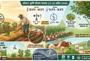 Solan dry weather advisory farmers mulching irrigation agromet university nauni april 2026