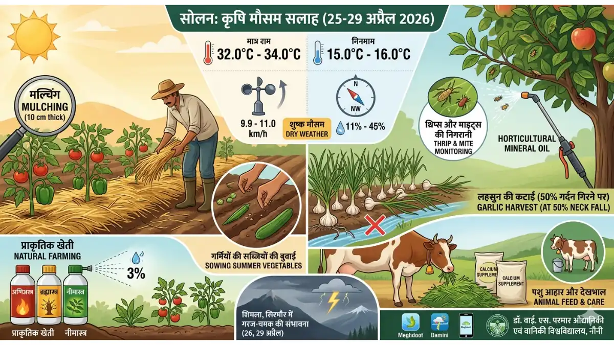 Solan dry weather advisory farmers mulching irrigation agromet university nauni april 2026