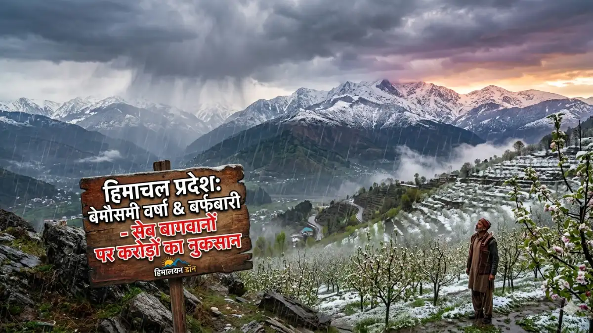 हिमाचल में अप्रैल में बर्फबारी से ढके सेब के बाग- काल्पनिक चित्र