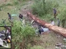 Himachal Kullu accident tree fell on car
