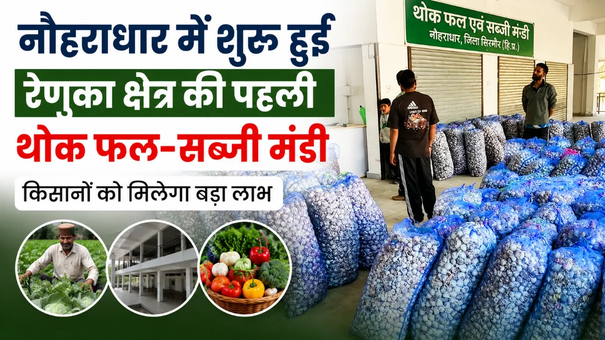 नौहराधार में शुरू हुई रेणुका क्षेत्र की पहली थोक फल एवं सब्जी मंडी में किसानों की उपज खरीदते व्यापारी