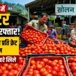 सोलन मंडी में टमाटर ने पकड़ी रफ्तार, 1100 रुपये प्रति क्रेट तक पहुंचे दाम; किसानों के चेहरे खिले
