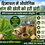 हिमाचल में औद्योगिक भांग की खेती को लेकर बड़ा फैसला, अब खेती से प्रोसेसिंग तक लाइसेंस व्यवस्था लागू