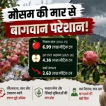 हिमाचल के बागवानों पर मौसम की दोहरी मार, इस बार 2.63 लाख मीट्रिक टन तक घट सकता है सेब उत्पादन