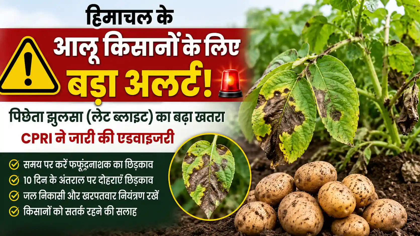 हिमाचल में आलू की फसल पर पिछेता झुलसा (लेट ब्लाइट) बीमारी का खतरा, CPRI शिमला ने किसानों के लिए एडवाइजरी जारी।