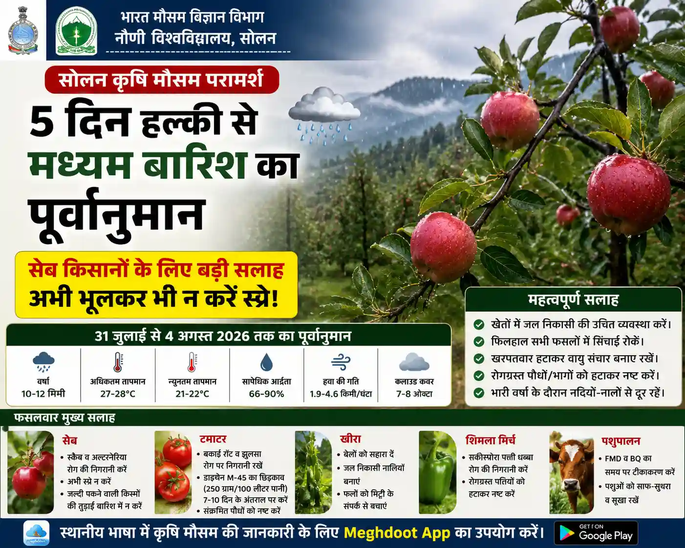 बारिश के बीच सेब का बाग, सोलन में सेब किसानों को स्कैब और अल्टरनेरिया के खतरे के बीच स्प्रे न करने की सलाह