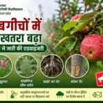 Apple Growers Alert: बारिश के बीच सेब के बगीचों में बढ़ा इन खतरनाक रोगों का खतरा, नौणी यूनिवर्सिटी ने जारी की एडवाइजरी