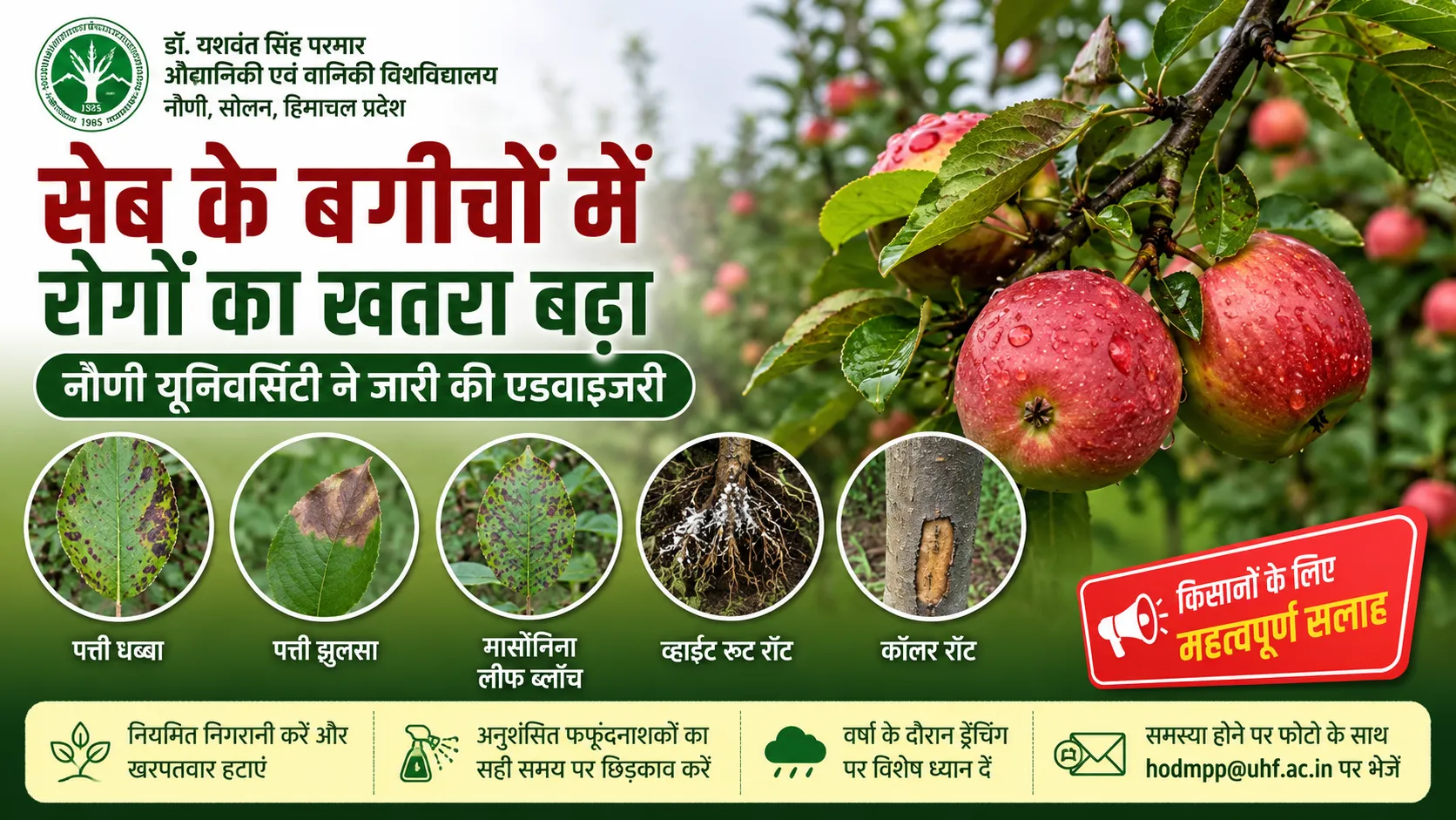 बारिश के दौरान सेब के बगीचों में रोग प्रबंधन को लेकर नौणी विश्वविद्यालय की एडवाइजरी