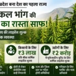 हिमाचल में मेडिकल भांग की खेती का रास्ता साफ! किसानों को देना होगा ₹3 लाख लाइसेंस शुल्क, उद्योगों के लिए फीस ₹2 करोड़