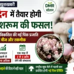 सोलन: आठ दिन में तैयार होगी ढिंगरी मशरूम की फसल, डीएमआर सोलन ने विकसित की नई हाईब्रिड तकनीक